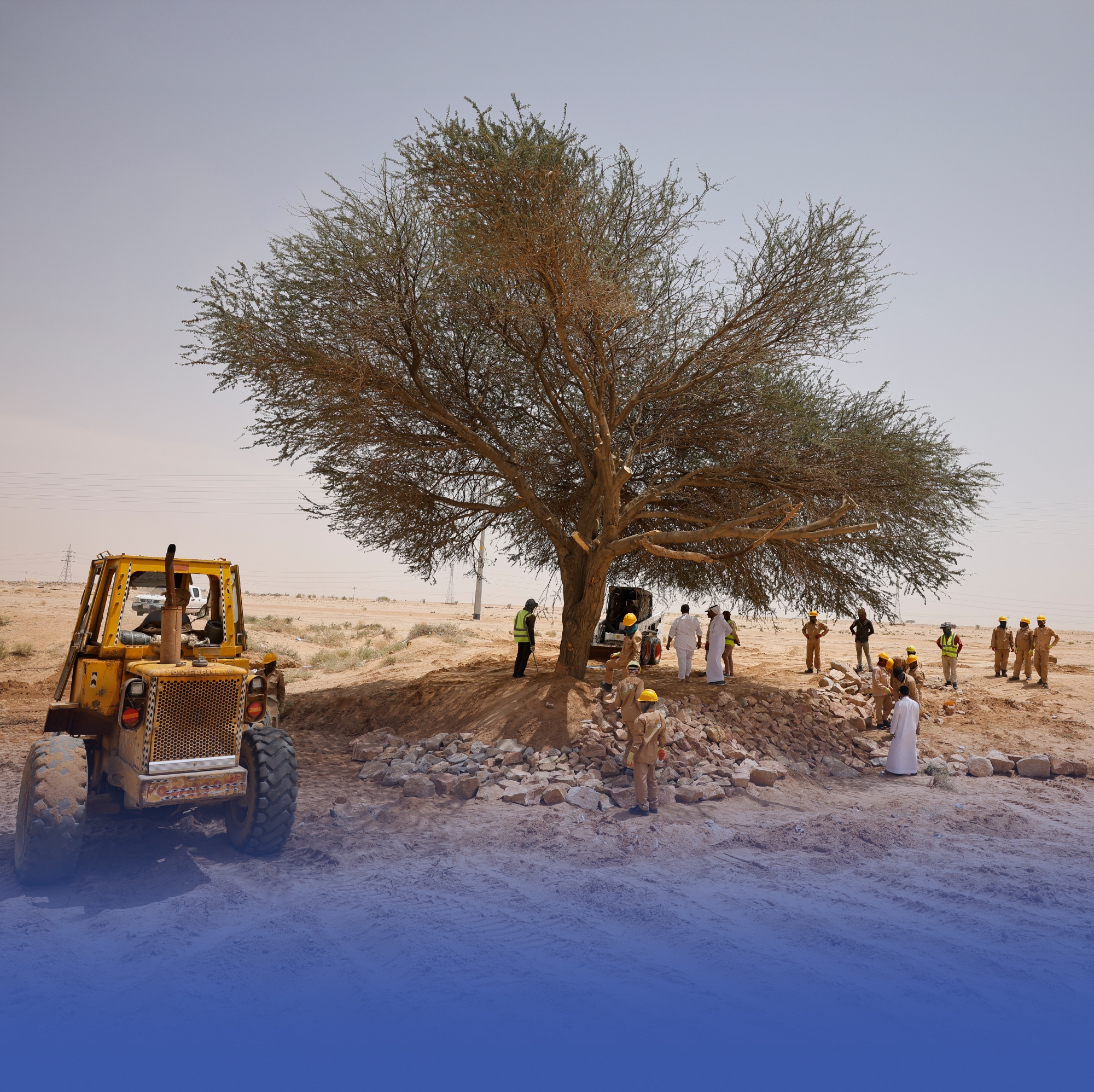 إعادة تأهيل شجرة طلح معمّرة في الدوادمي