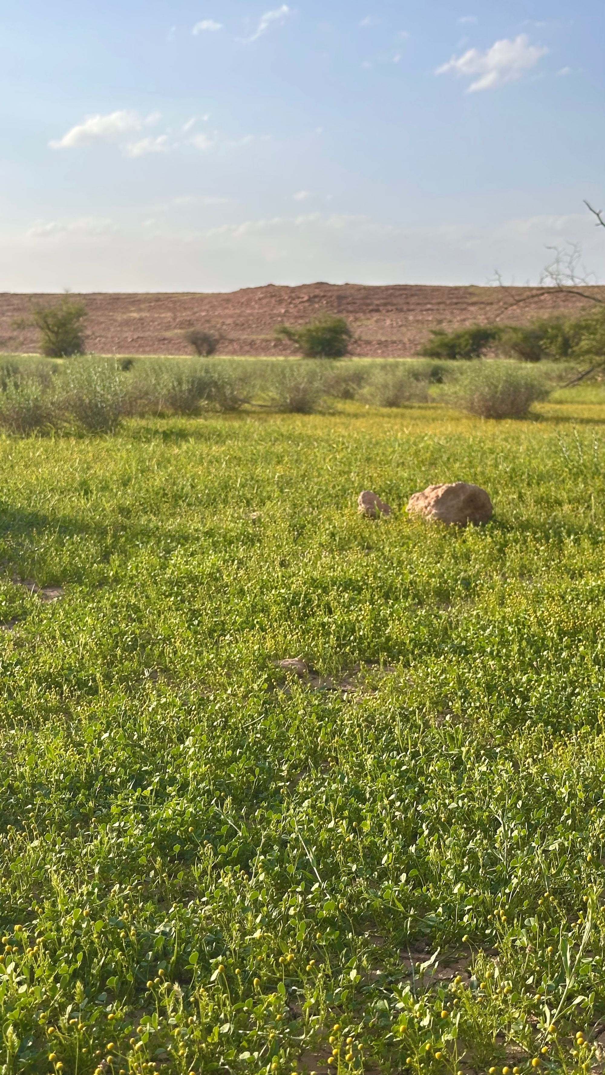 البابونج الذهبي يزهر في الحجرة بعد الأمطار