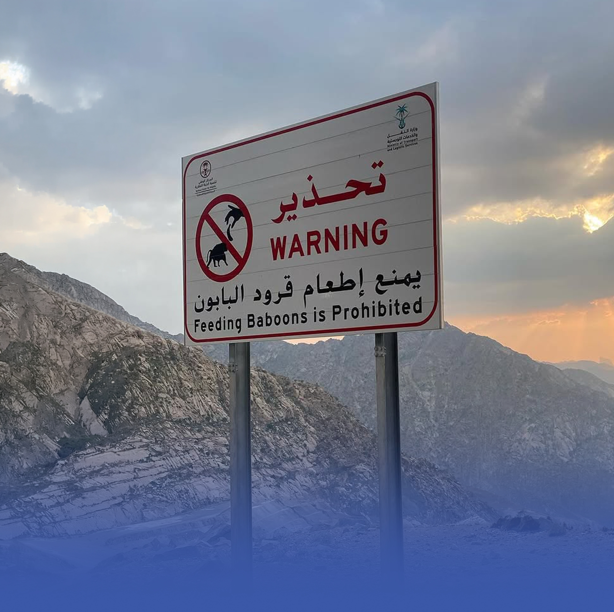 "الحياة الفطرية" يتحقّق من خُلوّ المشاعر من قرود البابون
