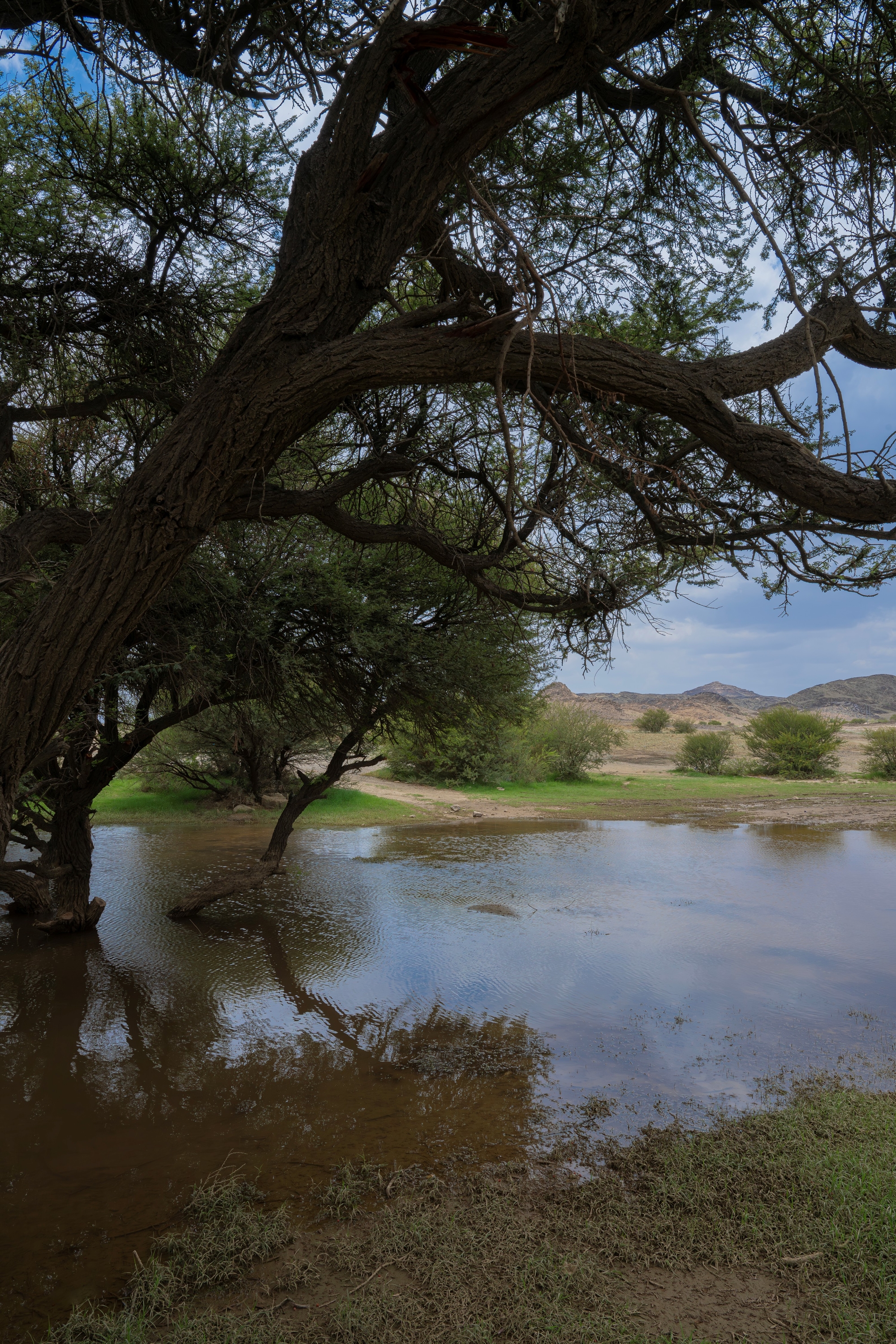 نجران تتجمل بلوحة طبيعية رسمتها الأمطار