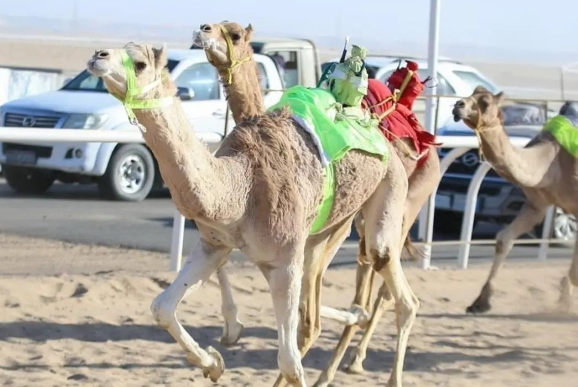 ميدان الهجن بنجران يعلن نتائج سباقه لسنّ "المفاريد"