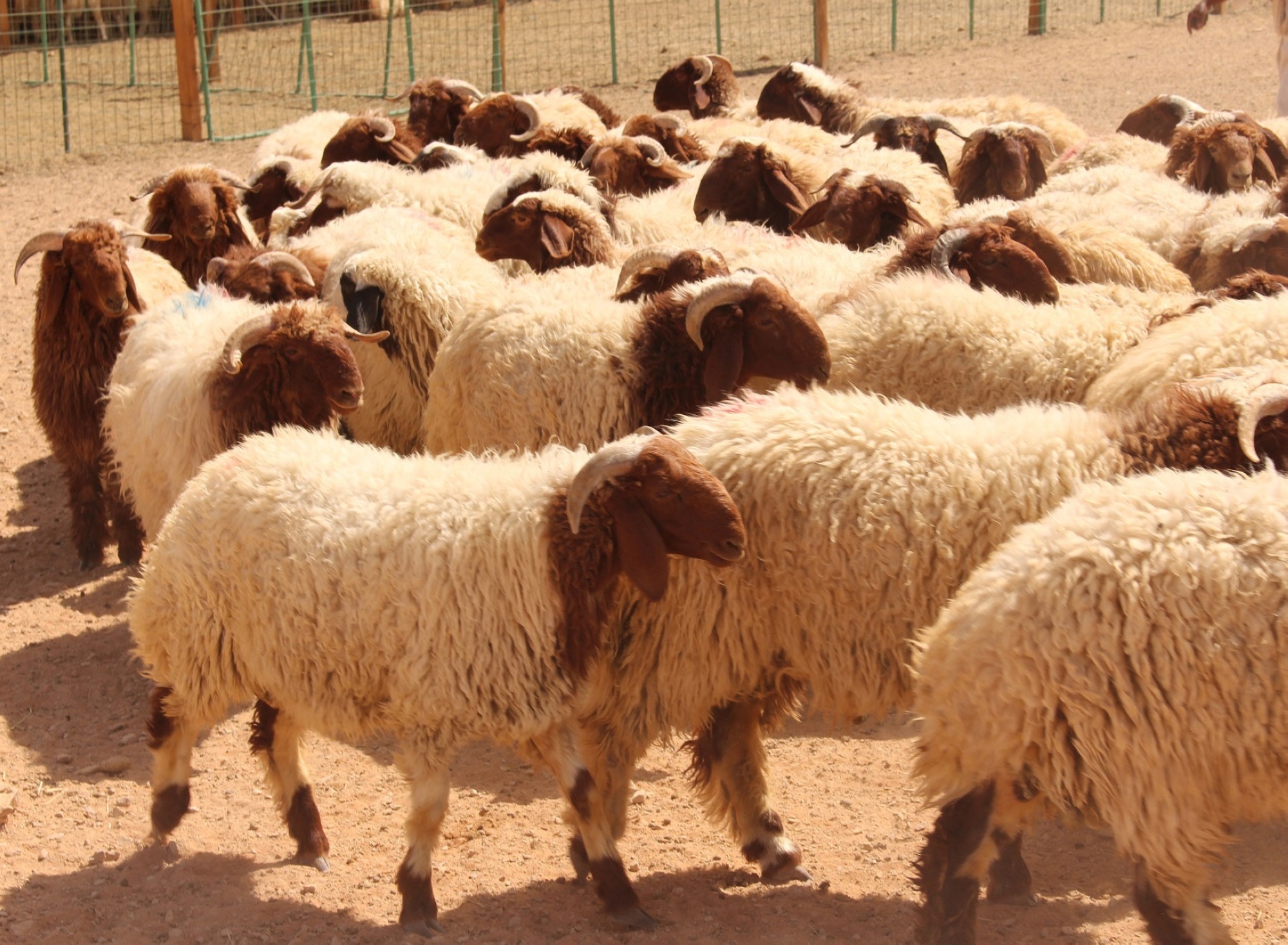 4 طرق للتعرف على الأضحية السليمة