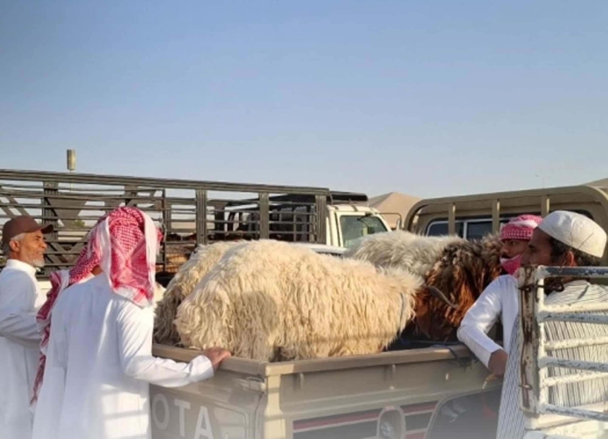 10 مواقع مؤقتة لبيع الأنعام عبر السيارات المتنقلة بجدة خلال الحج