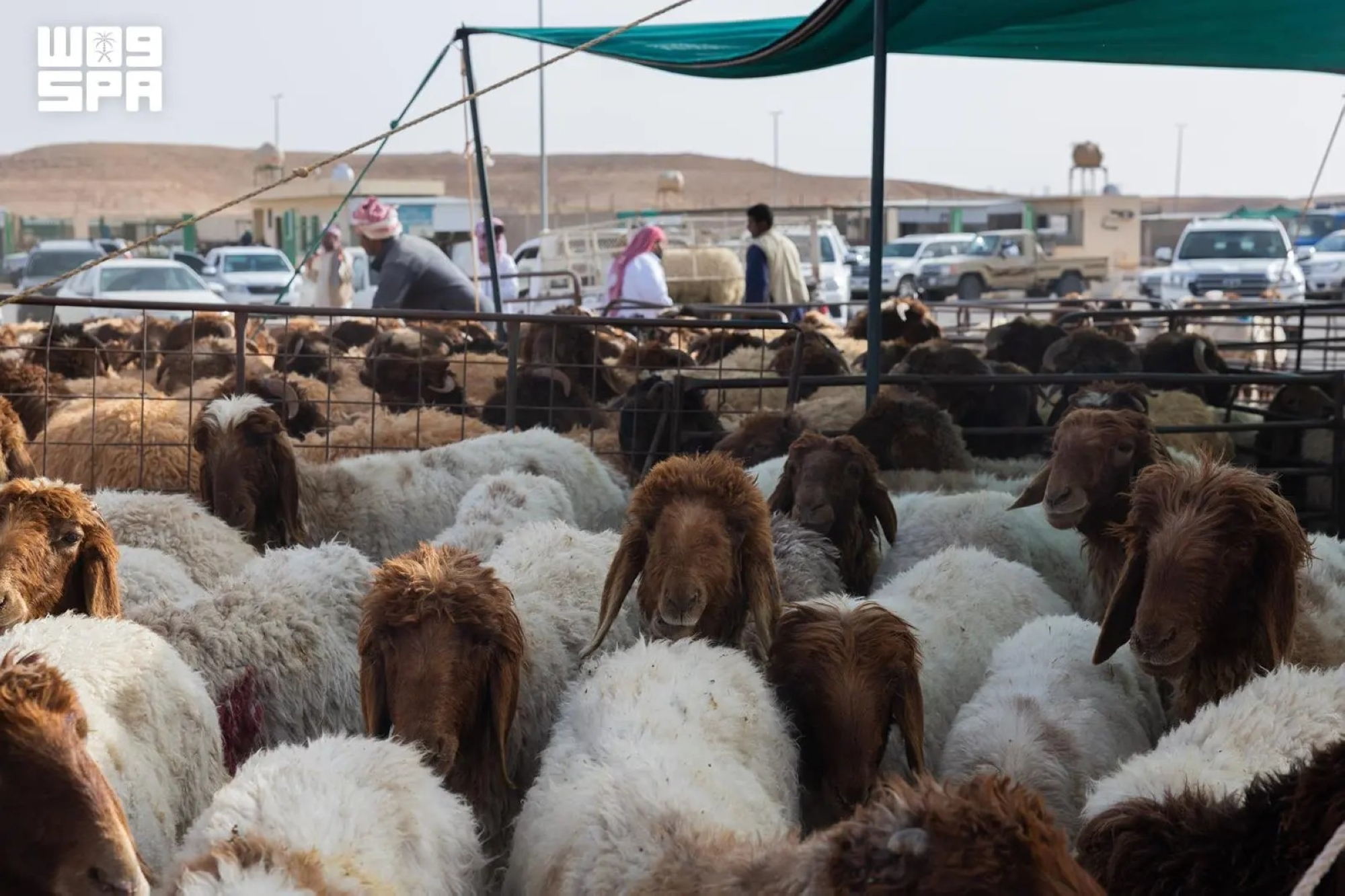 بيع الأضاحي إلكترونياً.. نقلة نوعية بأسواق المواشي