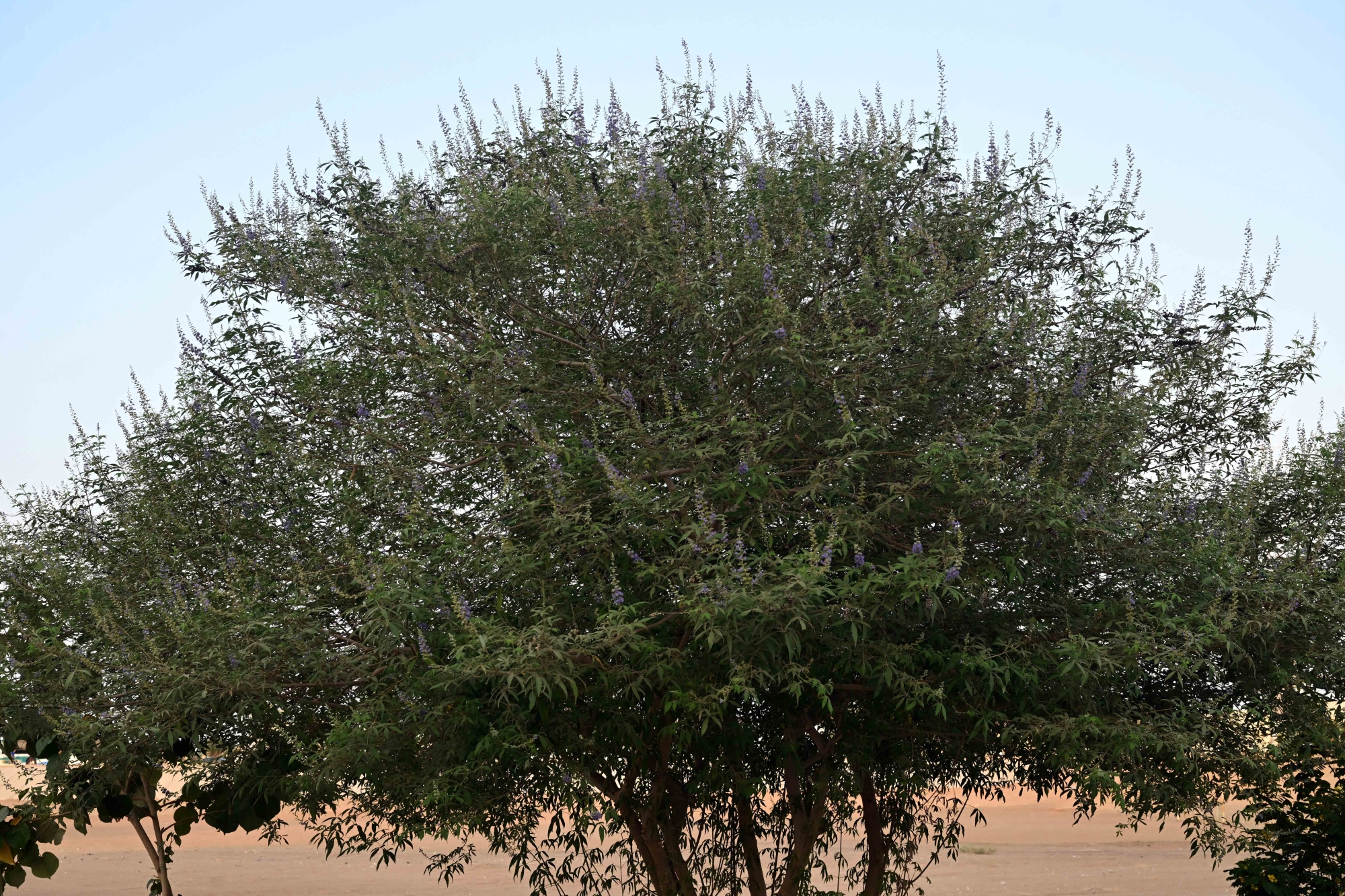 "كف مريم".. إرث نباتي يعزز السياحة البيئية في جازان