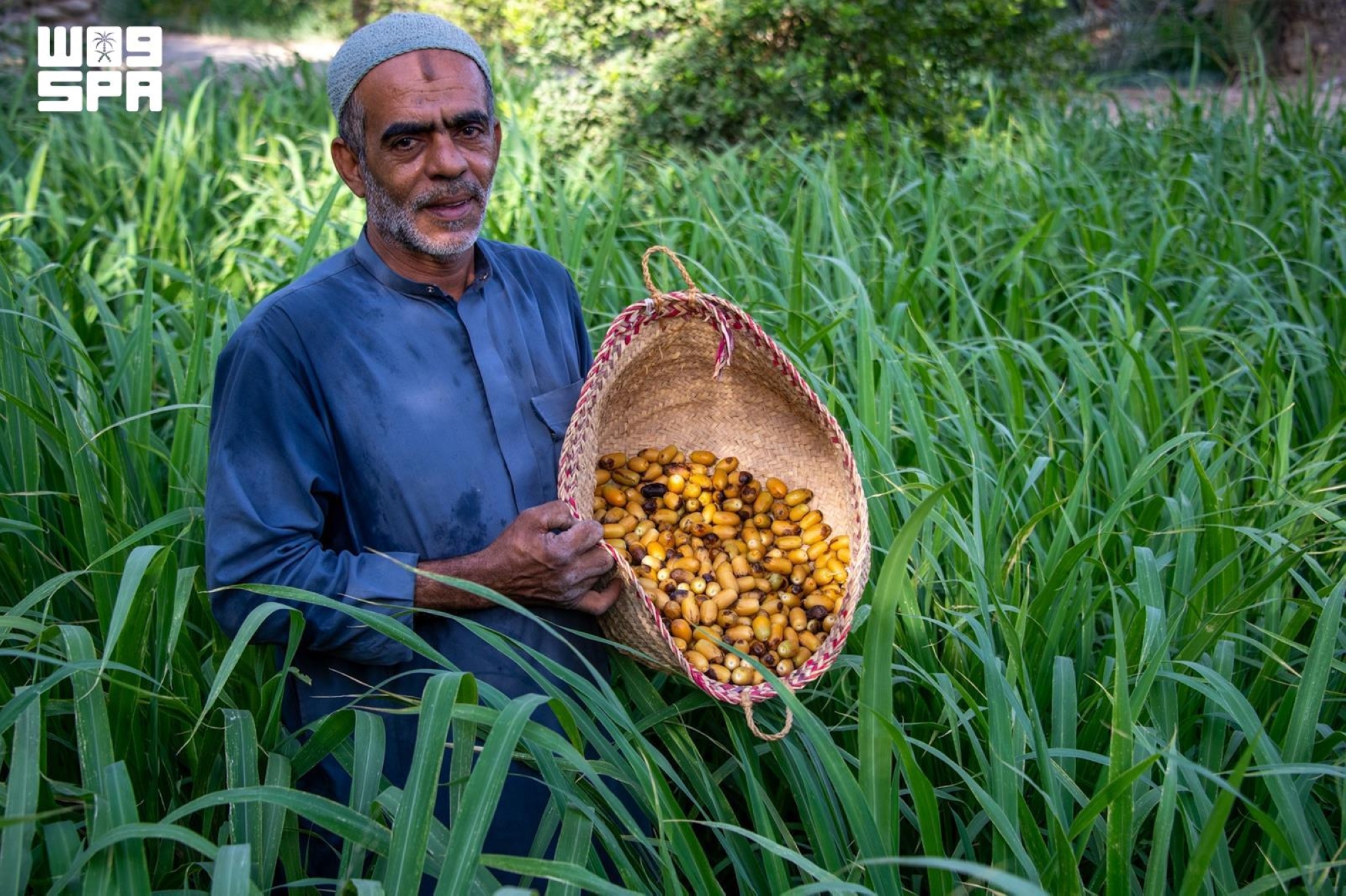 أسواق الأحساء تستقبل بواكير الرطب