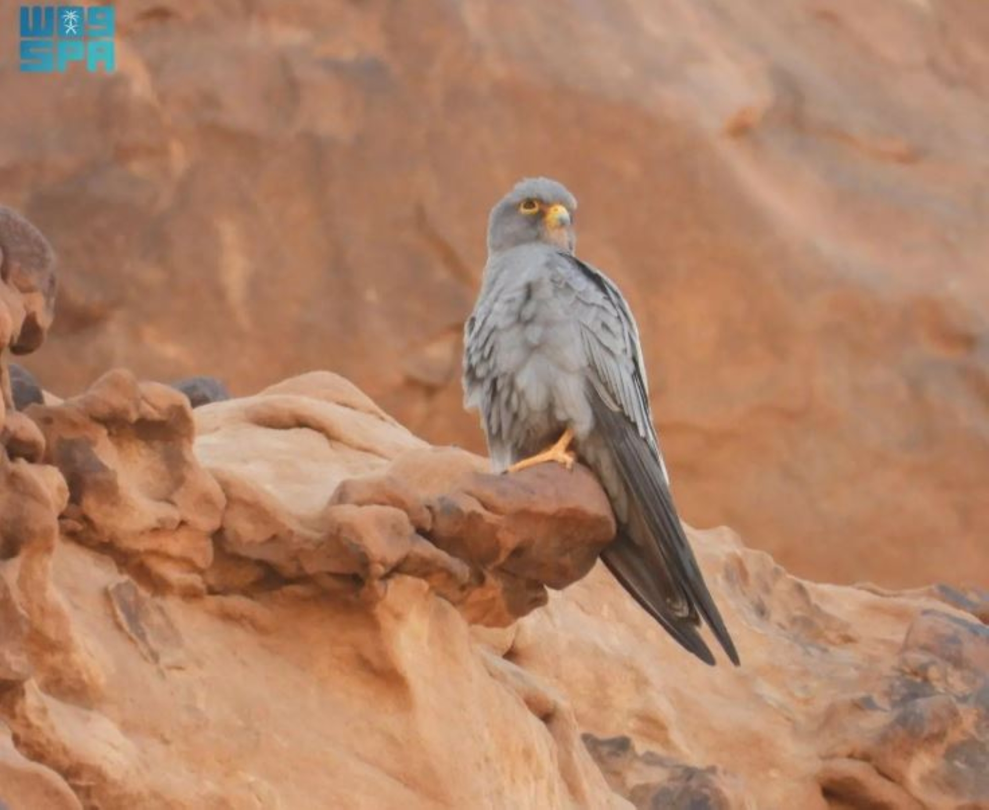 مبادرة بمحمية الملك سلمان لحماية الطيور المهاجرة