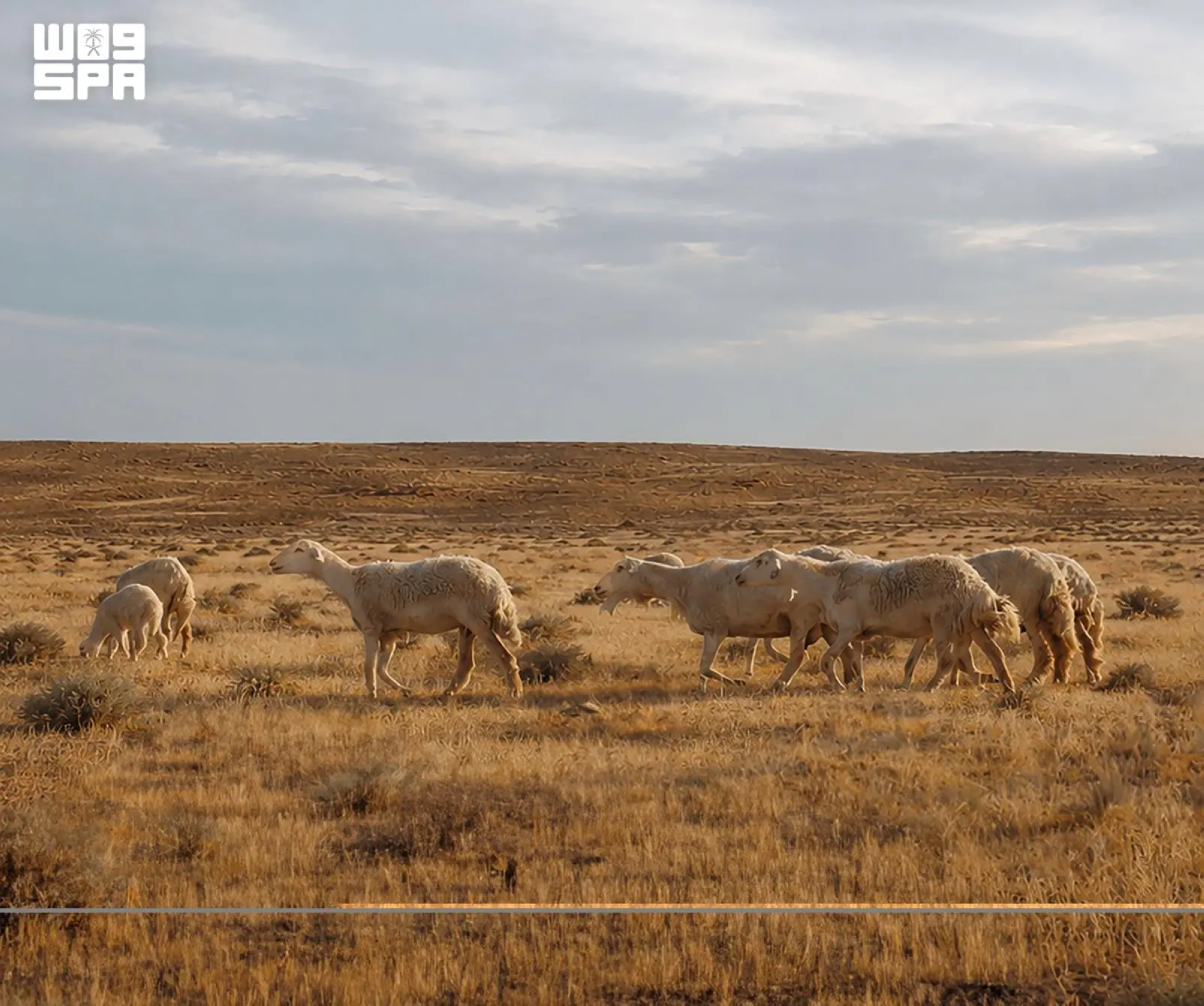 إطلاق برنامج الرعي الموسمي بمحمية الإمام تركي