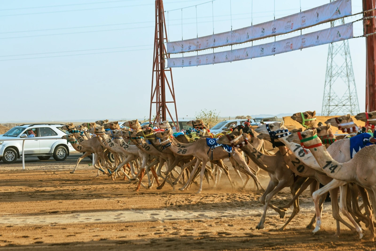 ميدان نجران للهجن يُقيم سباق سن "الجذاع فما فوق" غدًا