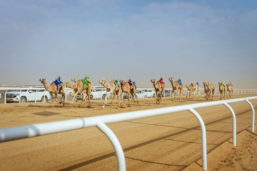 مهرجان ولي العهد للهجن.. 1600 مطية تعزز حضور "إنتاج السعودية"