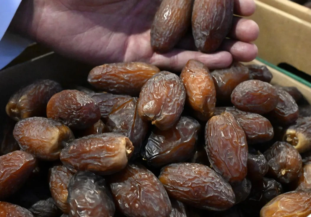"العنبرة".. تمر مديني نادر يتميز بجودته وقيمته السوقية العالية