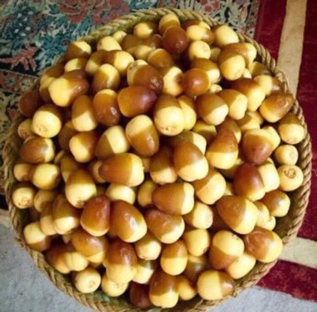 "المرزم" يُعلن بدء موسم "طباخ التمر" ونضج الرطب بالشمالية