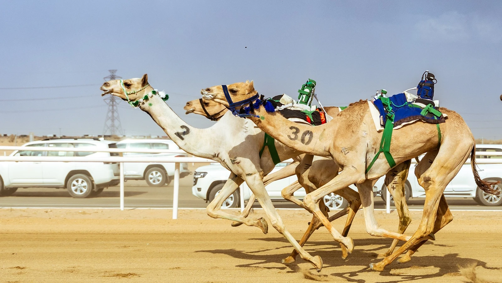 تتويج أبطال "الجذاع" في مهرجان ولي العهد للهجن