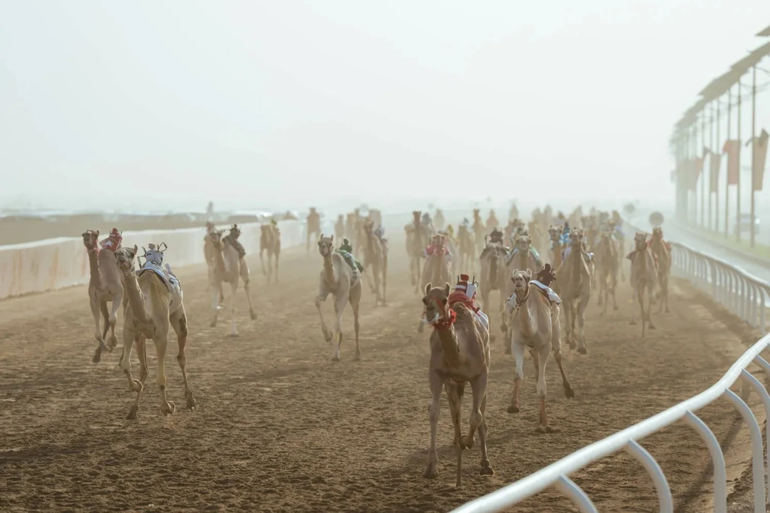 30 مليون ريال.. جوائز الرموز في مهرجان ولي العهد للهجن