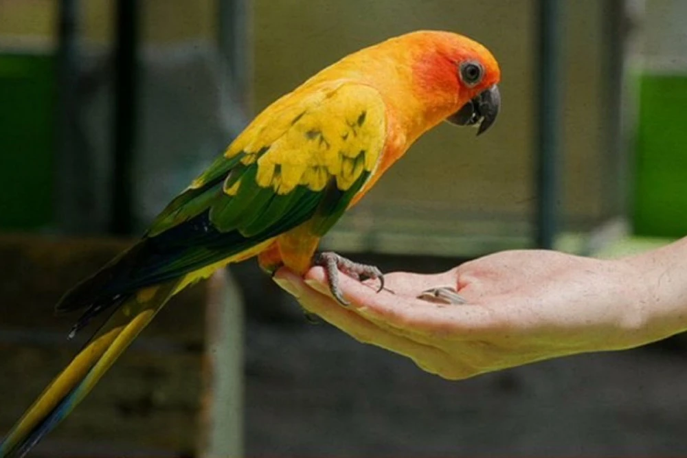 انتهاء مبادرة تصحيح أوضاع الكائنات الفطرية غير المرخصة
