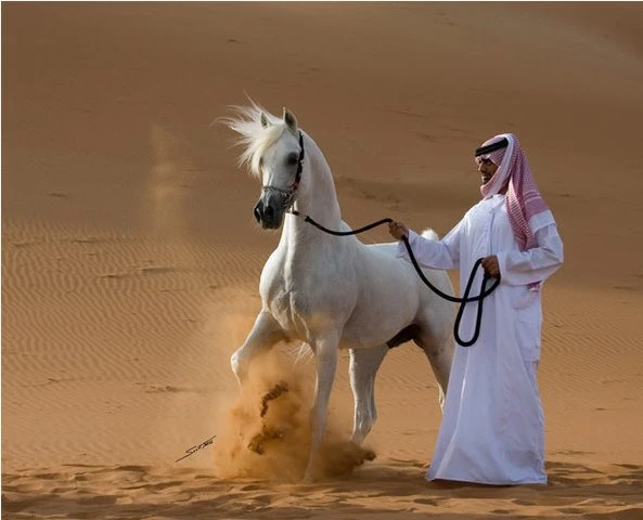 المملكة تُحقق الخلو الذاتي من مرض "الدورين" في الخيول
