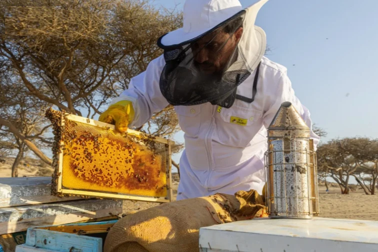 5 أطنان من عسل السمر في أملج بداية الموسم