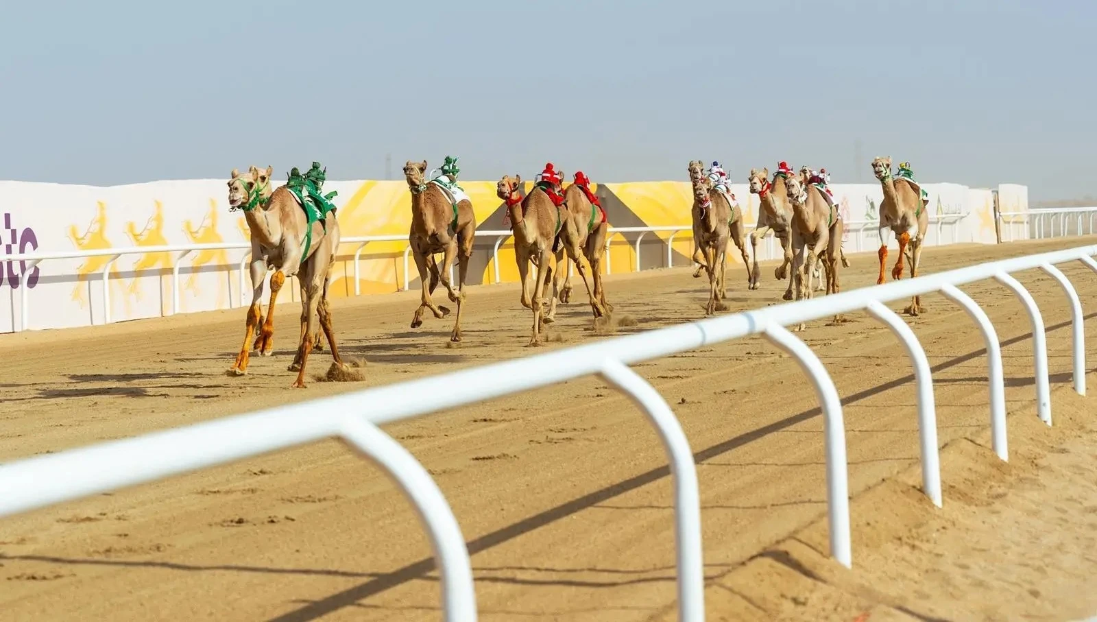 الهجن السعودية تتصدر مهرجان ولي العهد بـ 131 شوطًا قبل الختام