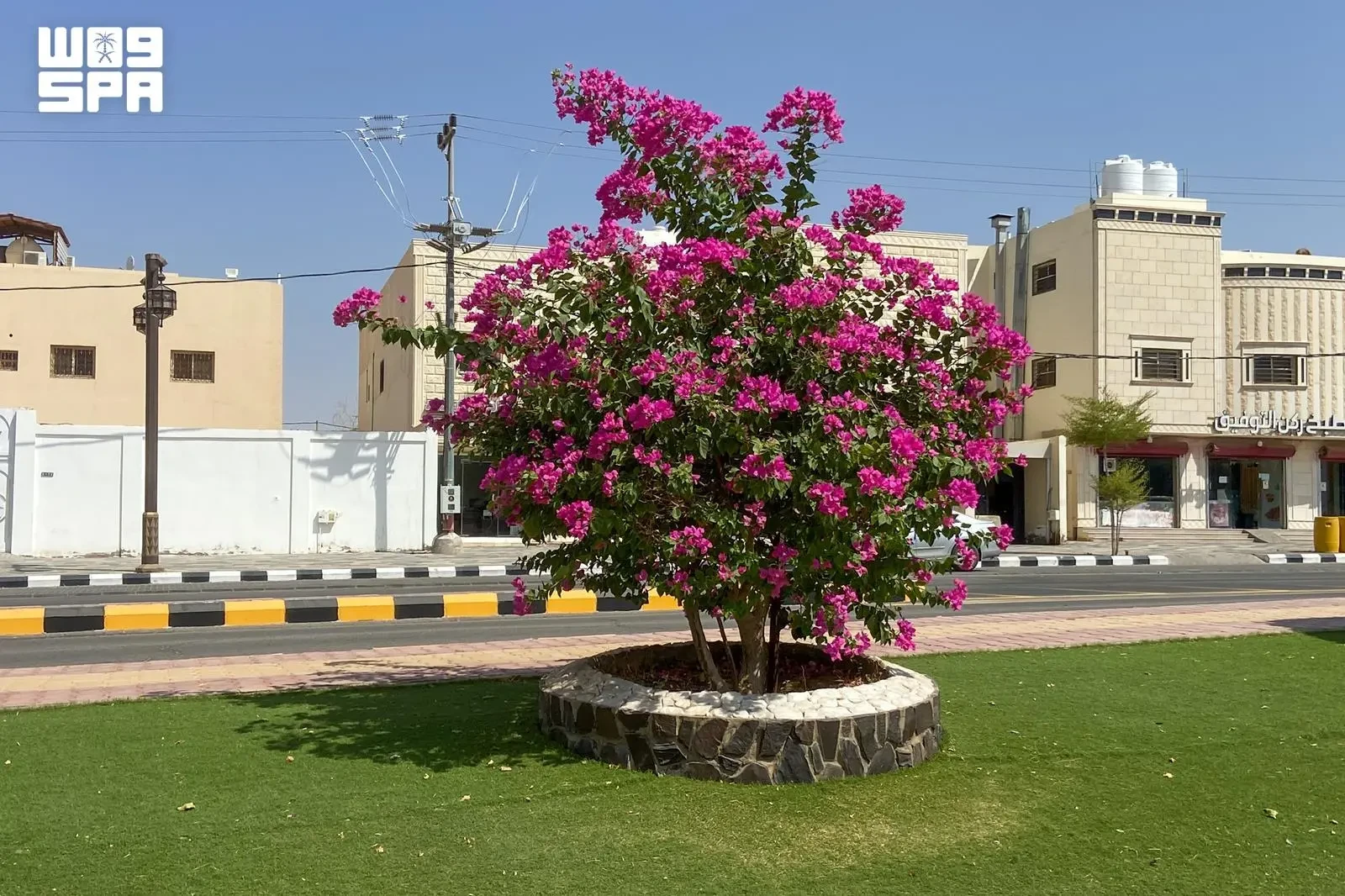 الجهنمية.. جمال متسلق يزدهر في بيئة القصيم
