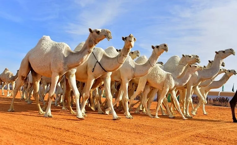 ضوابط تنظيمية جديدة لبيع وتأجير ومقايضة الإبل 