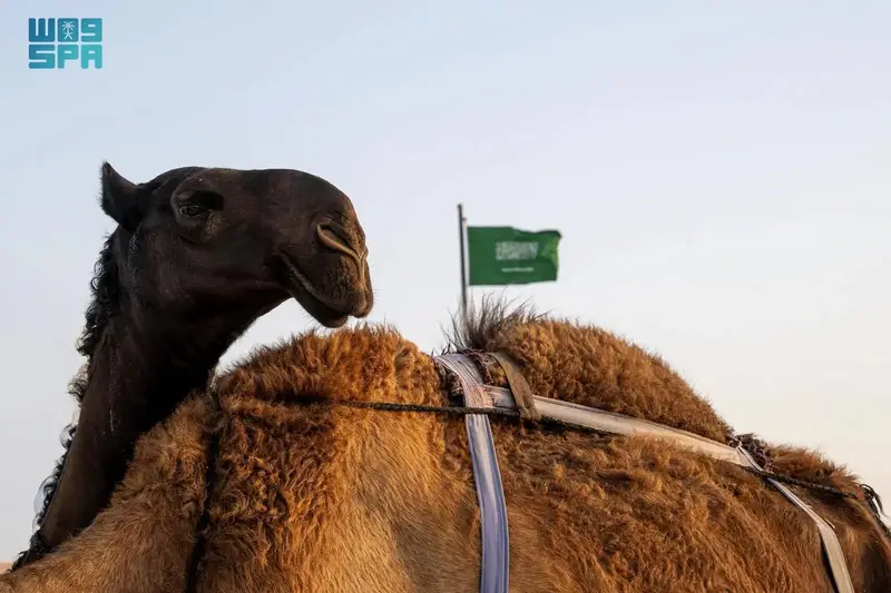 "كاكست" تبني تجميعًا جينوميًا لمزاين إبل المجاهيم