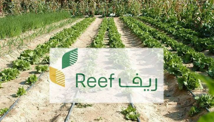  قطاع الفاكهة يُعد أحد القطاعات المهمة 