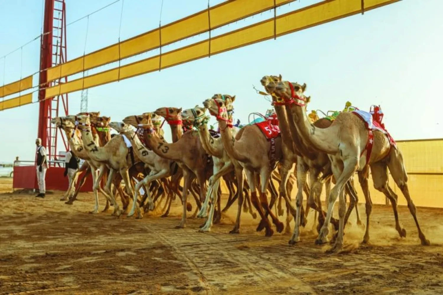 ميدان الأصايل بمحافظة العُلا يحتضن سباقات للهجن