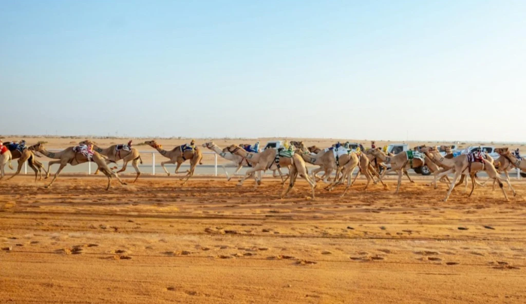 غدًا.. انطلاق كأس الأولمبية السعودية للهجن