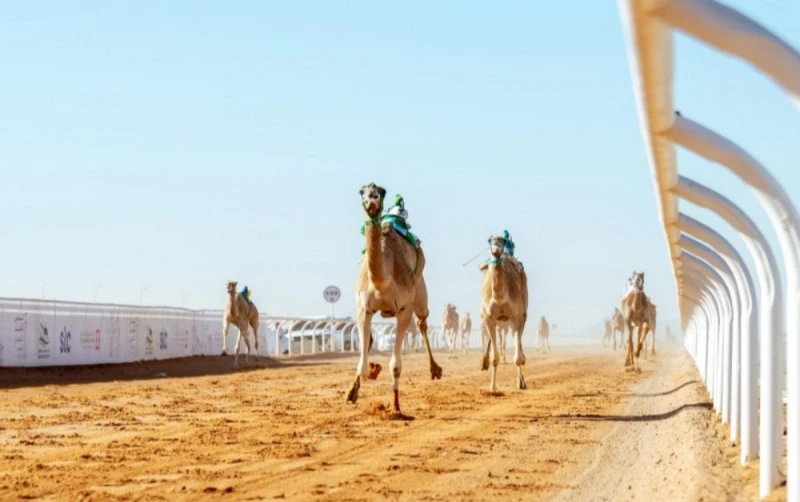 "الجمعة".. ميدان حائل يستضيف منافسات سباقات الهجن