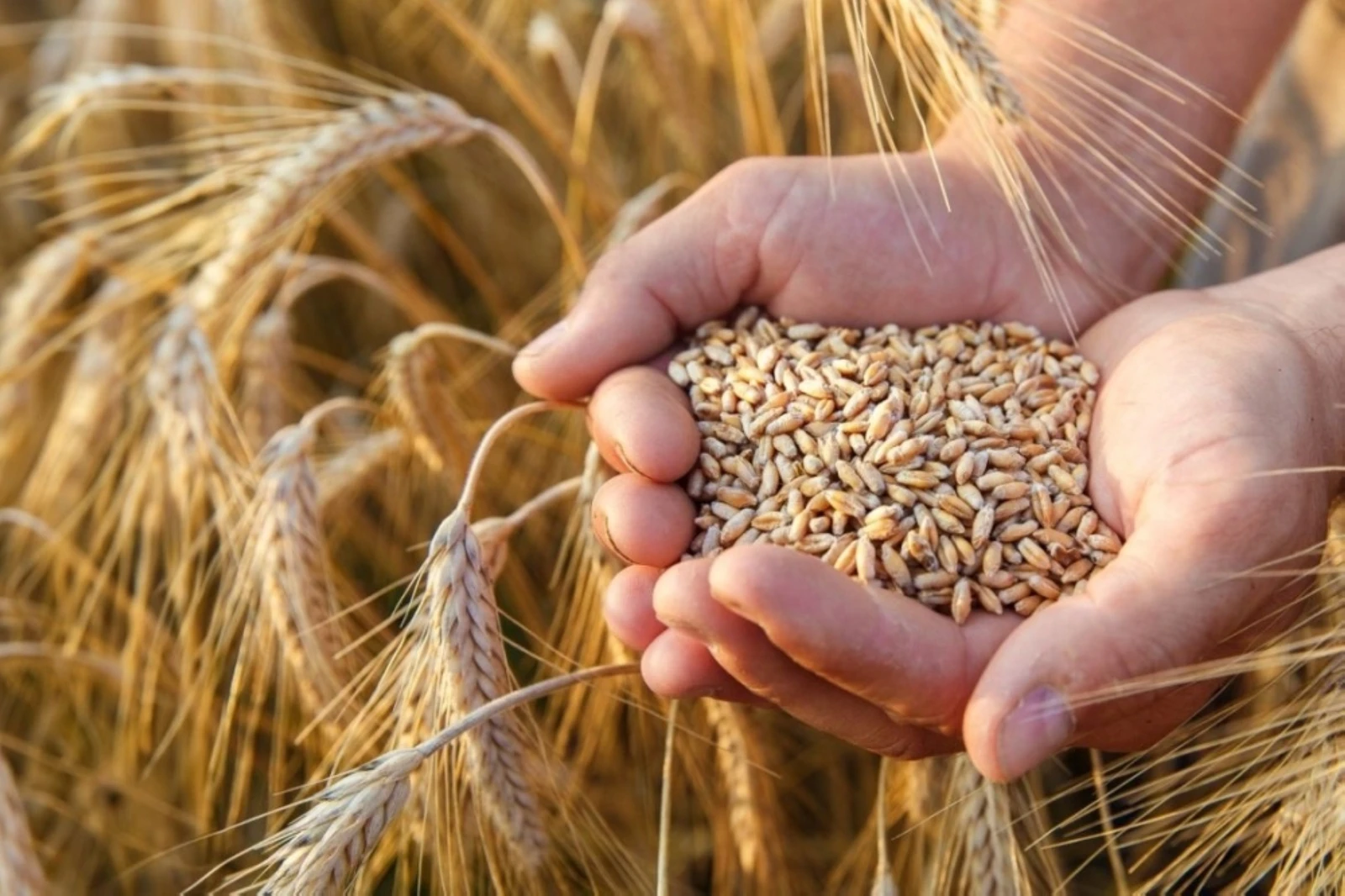 "الأمن الغذائي" تطرح مناقصة لاستيراد 655 ألف طن قمح