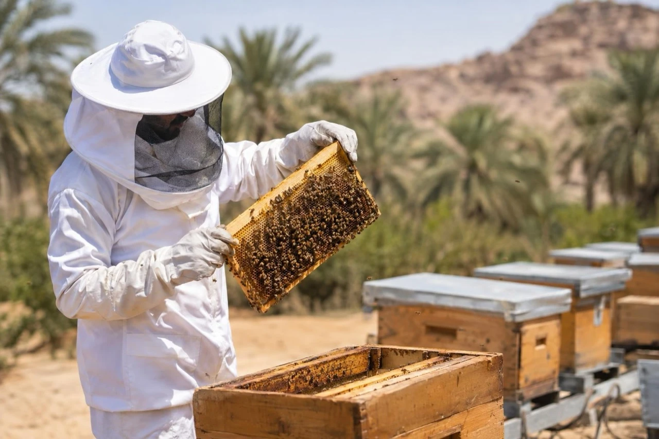 "ريف السعودية" يطلق 5 مشاريع لتنمية قطاع النحل 
