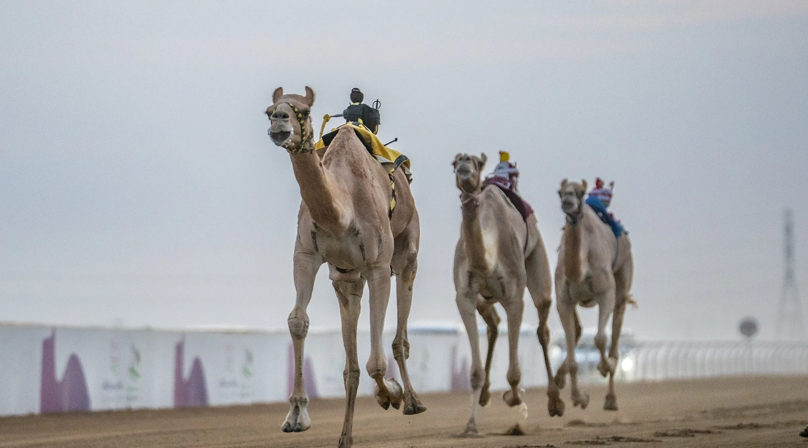 اتحاد الهجن ينظم منتدى الطائف حول الهجن في التراث والإعلام