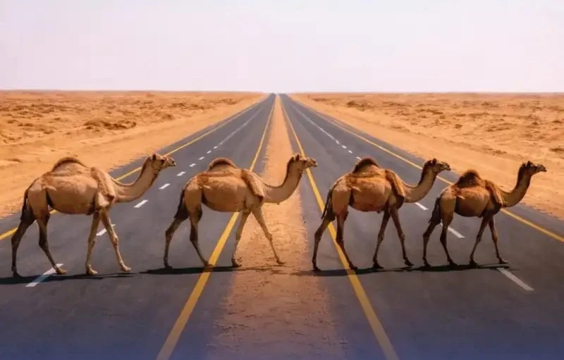 نفوق 2.6 ألف حيوان في المملكة خلال الربع الأول من 2026