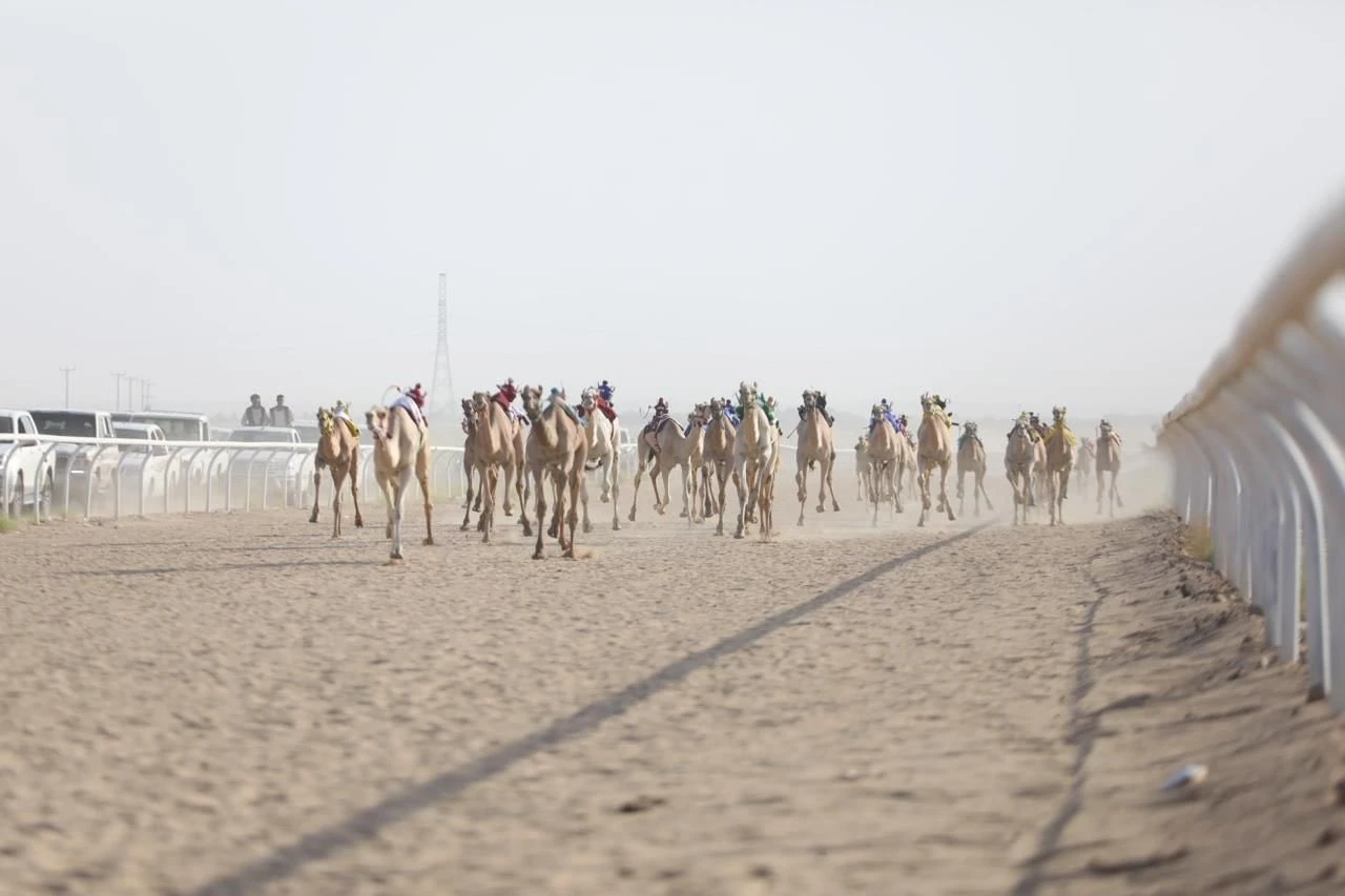 انطلاق منافسات سباق الهجن بميدان حائل