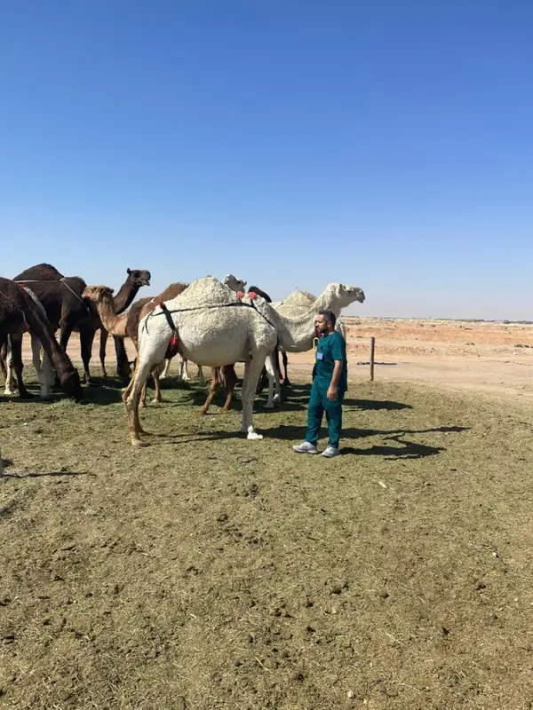 محمية الملك سلمان: انتهاء مهلة إخراج المواشي السائبة بـ"عرنان"