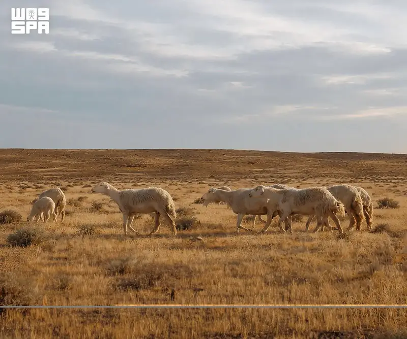 إطلاق برنامج الرعي الموسمي بمحمية الإمام تركي