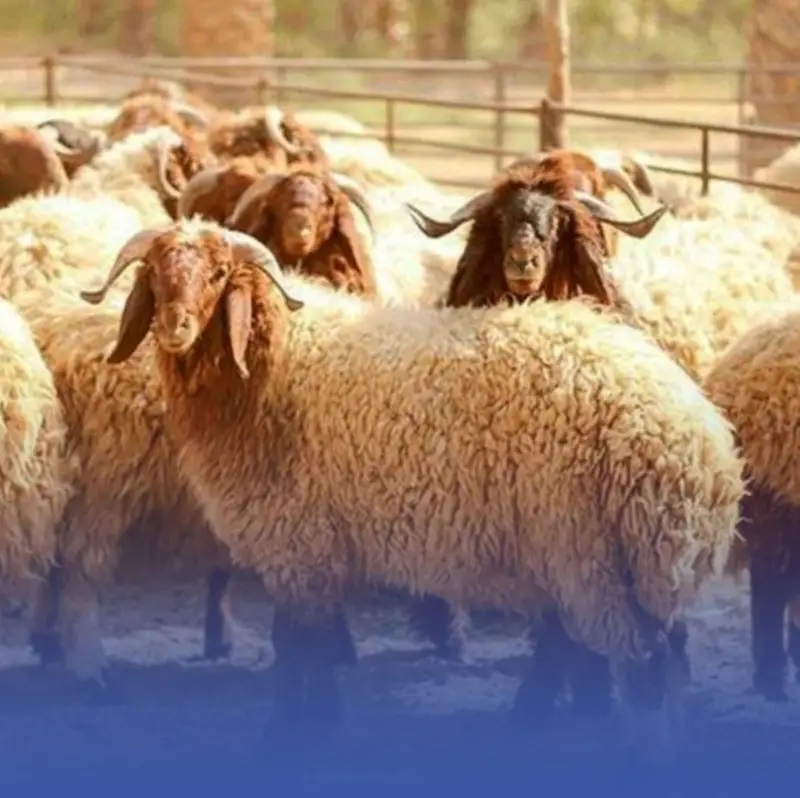 "ريف السعودية" ينفّذ 7 مجمعات نموذجية للإنتاج الحيواني