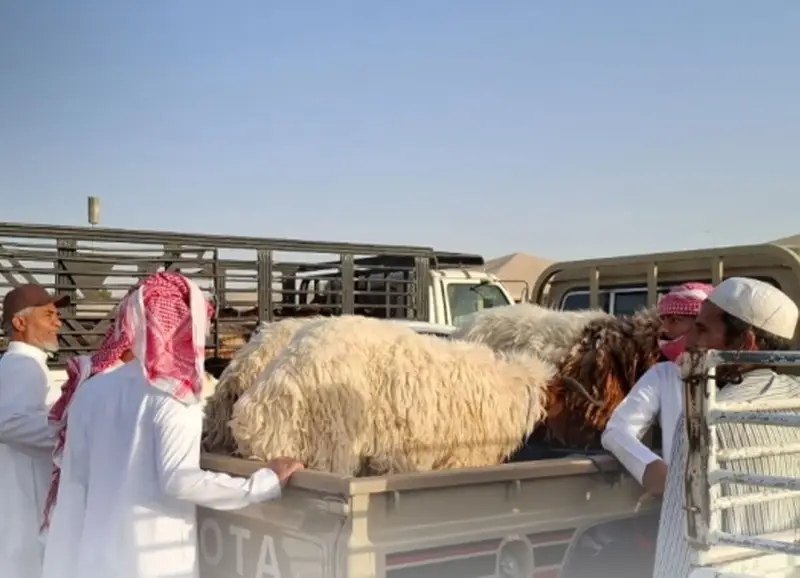 10 مواقع مؤقتة لبيع الأنعام عبر السيارات المتنقلة بجدة خلال الحج