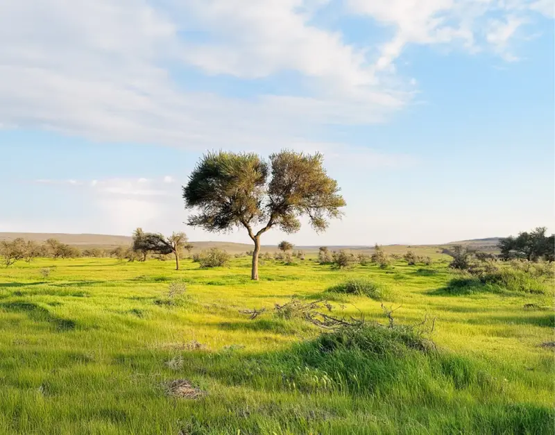 لوحات طبيعية ساحرة تزين محمية الإمام تركي