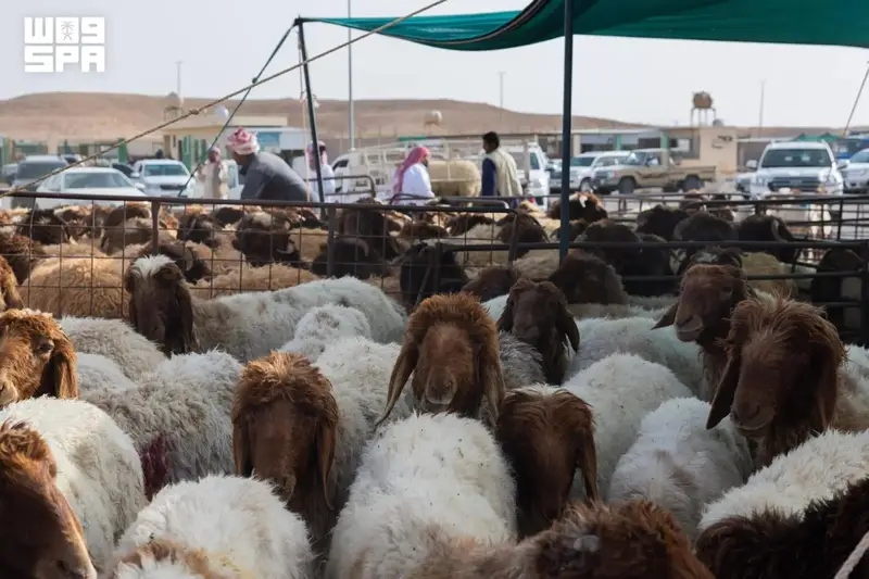 بيع الأضاحي إلكترونياً.. نقلة نوعية بأسواق المواشي