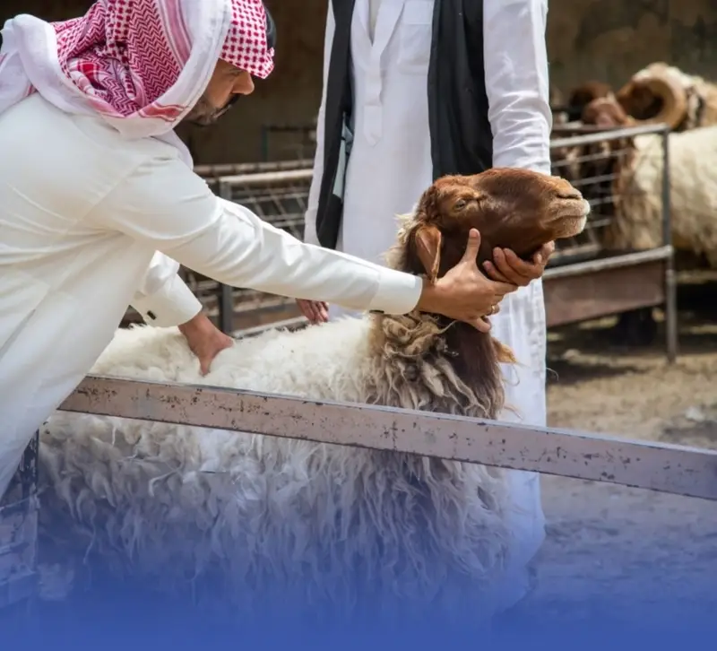 تاجر مواشٍ لـ"أخبار 24": ارتفاع الأسعار لندرة الأمطار والغطاء النباتي
