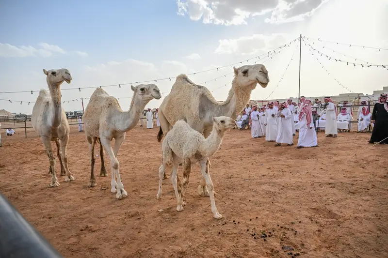 مزاد الغزالة للإبل يتجاوز 3 ملايين ريال في أسبوعه الأول