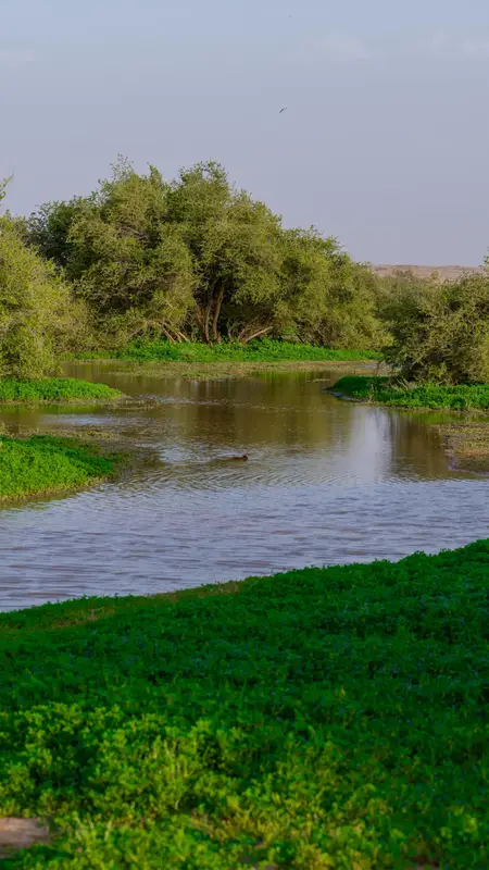التنوع النباتي برفحاء.. لوحة ربيعية زاهية