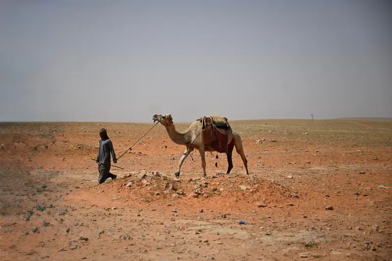 الرعي.. مهنة متجذرة تدعم الأمن الغذائي بالشمالية