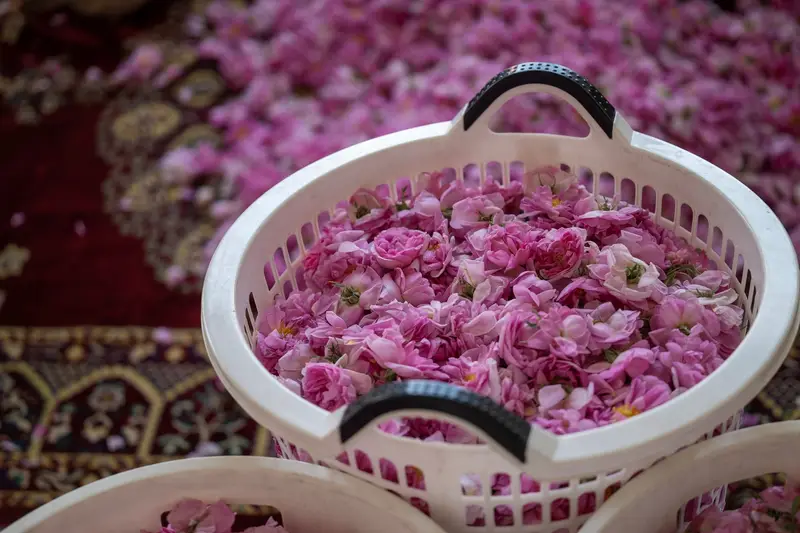 ورد الطائف.. تقطير يروي حكاية عطر لا يبهت