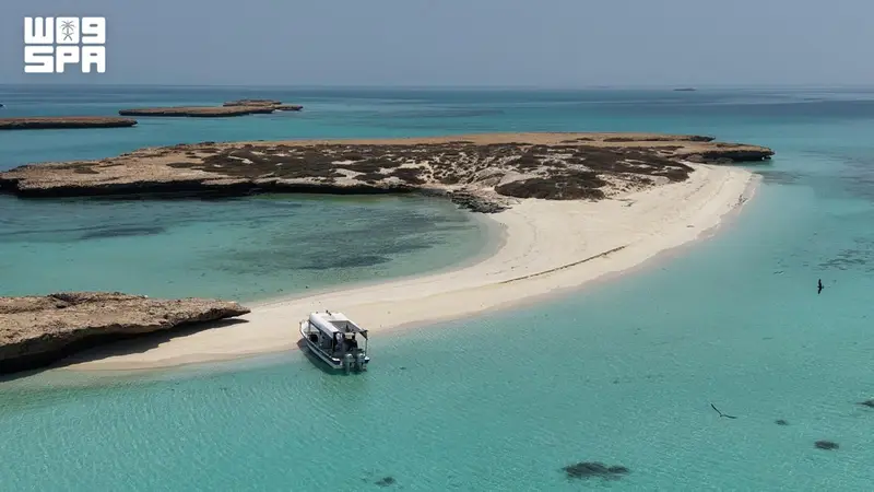 نوارس فرسان تُزيّن جزيرة أبو شوراية