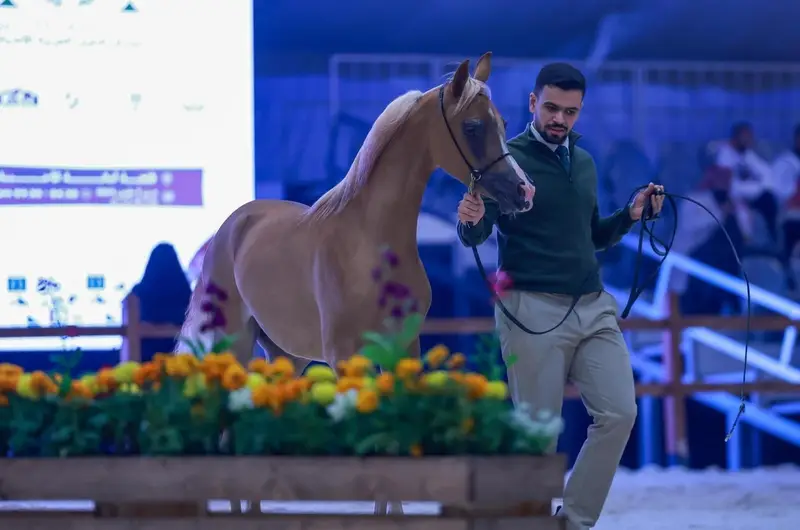 انطلاق مهرجان الشرقية الدولي لجمال الخيل العربية