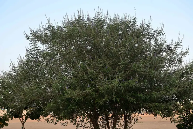 "كف مريم".. إرث نباتي يعزز السياحة البيئية في جازان