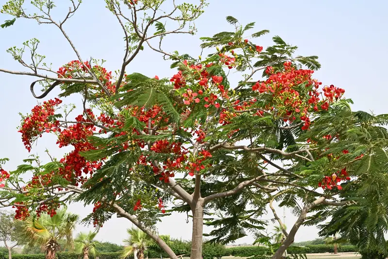 البونسيانا الحمراء.. لوحة طبيعية تزين شوارع جازان