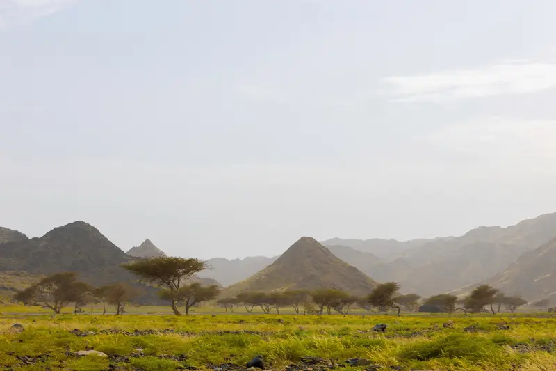 الربيع يكسو أودية أملج بالخضرة ويشجع رحلات البر